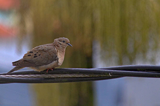 A dove known as an Eared Dove or Avoante rests peacefully on thick electrical wires - MOGI DAS CRUZES, SAO PAULO, BRAZIL.